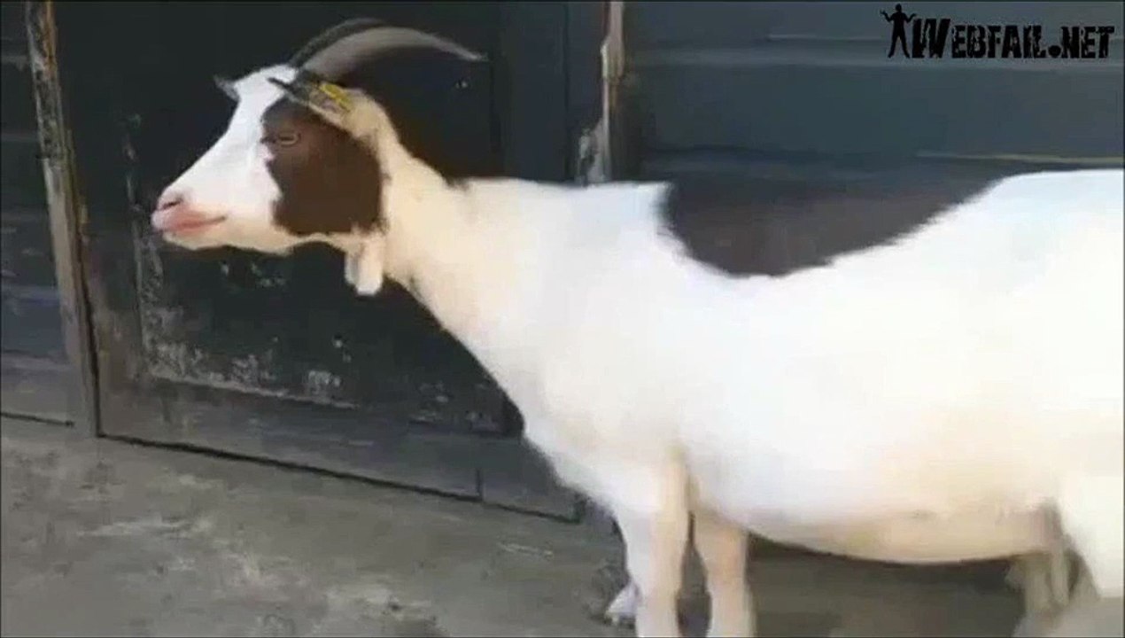 Gay Goat Broken Goat