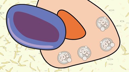 Video 4 Blood Composition: Components and Function