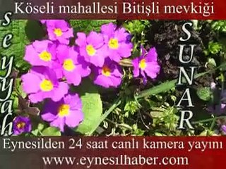 eynesil köseli mahallesi,eynesil kamerada  canlı yayınd