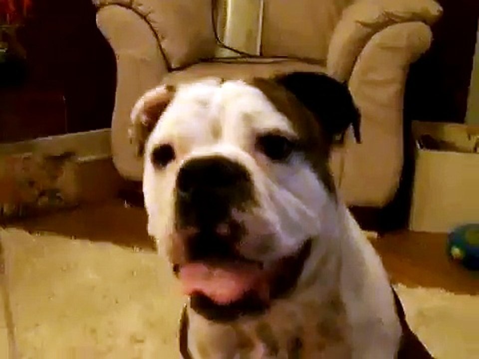 Dancing Bulldog 2