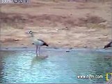 Egyptian Goose Takes Flight at Pete's Pond 11/07/2006