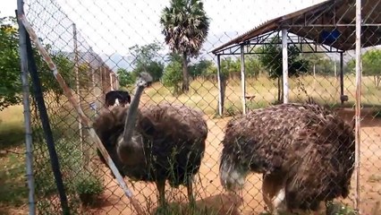 Ostrich rearing