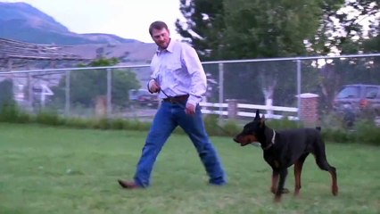 6 Month old Doberman Puppy working Obedience