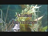 Animal Adventures- Parker River National Wildlife Refuge