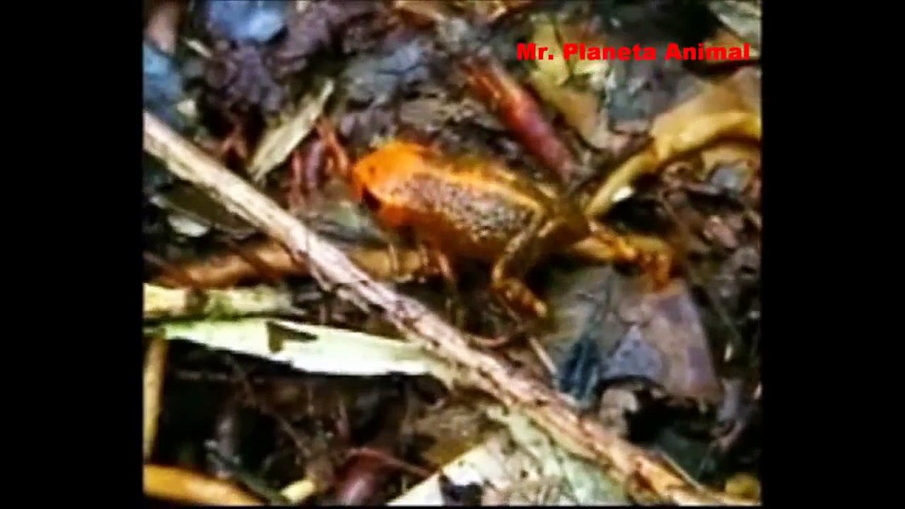 Documentário: Anfíbios