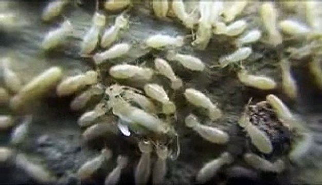 Muda de Termitas (Termites)