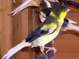 Le canari de chant Harz; Canary harzer roller
