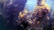 Wreck snorkeling. Ireland, Bantry Bay. Watch in HD!