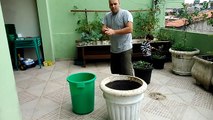 Como plantar árvores frutíferas em vasos