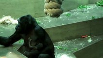 2 newborn baby gorillas / 2 neugeborene Gorilla-Babys in der Wilhelma