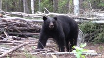 Traditional Bowhunting: First Black Bear of 2015