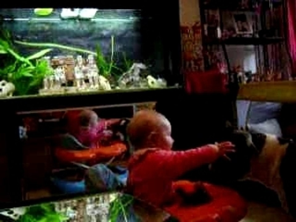 les amstaff et les enfants