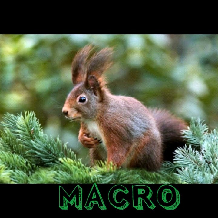 PHOTO-MACRO