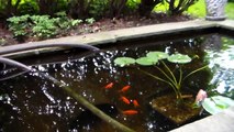fantail Goldfish feeding in pond