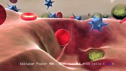Stem Cell Animation