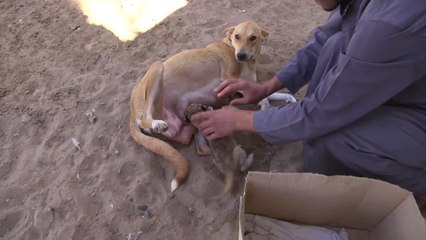 Adorable Newborn Lion Cub Nursed by Dog at Gaza Zoo