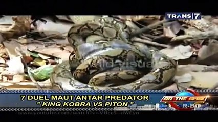 7 Duel Nyata Buaya VS Jaguar ( On The Spot ) Trans 7 Terbaru