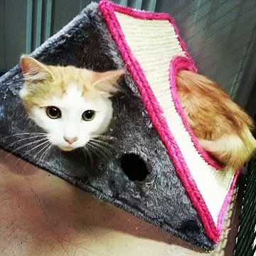 Sleeping on my belly. #scute #kittens #kitten #cat #cats #pets #cute #sleepytown #sleep