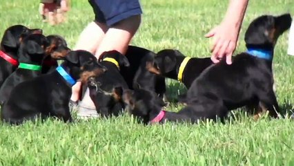 Little boy, little dogs. Doberman puppies by Obi Wan Kenobi De Grande Vinko