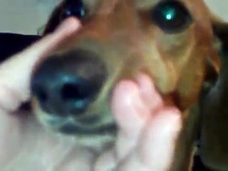 teaching (trying 2) dachshunds to NOT BARK!