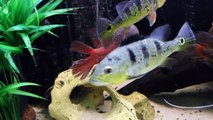 All my american cichlids tanks overview(ENG)