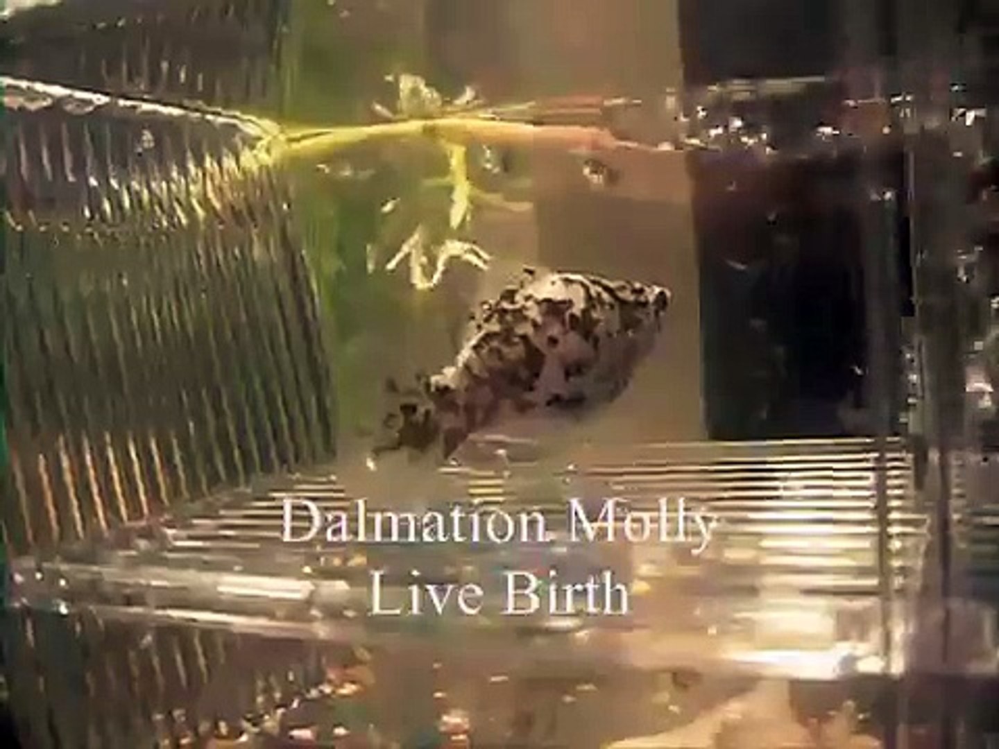 Dalmatian Molly giving birth - video Dailymotion