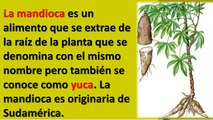 Propiedades De La Yuca ó Mandioca - Propiedades Medicinales y Nutritivas