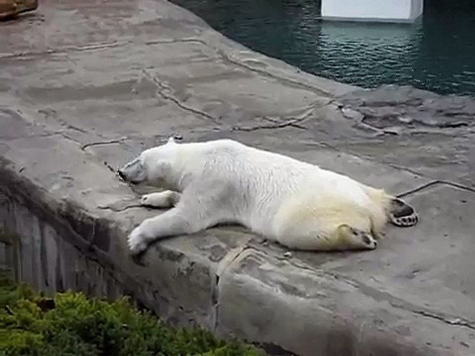 Killer Polar Bear