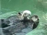 Loutres main ds  main Otters hold hands