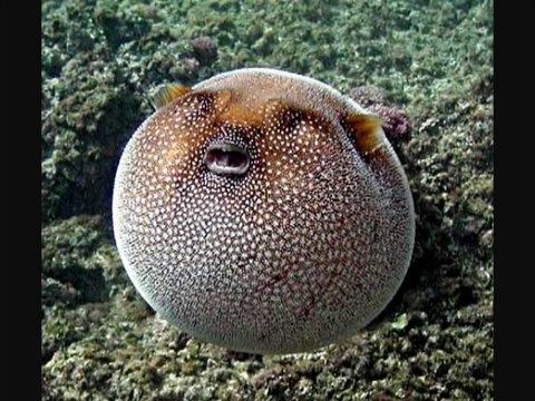 I 100 animali più strani e rari al mondo