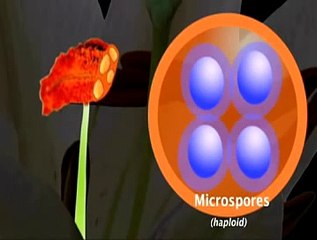 Development of the Male Gametophyte and Pollen in Flowering Plants