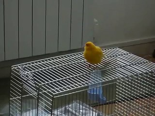 chant jeune canari