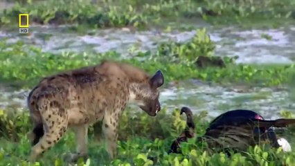 LADY LIONESS?s JOURNEY