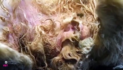 Myiasis bij het konijn