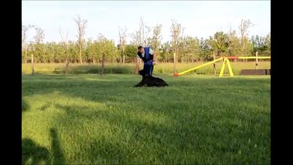Cane Corso - Eros Jr. work training