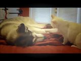 Funny and Cute Videos - Funny Cute Animal Videos - Cute Cats And Dogs Compilation 2015