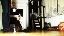 Maine Coon Cats in Slow Motion (High Definition)