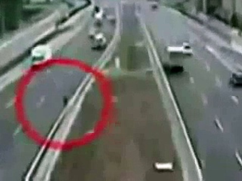 Hero dog saves another after it was hit in the highway