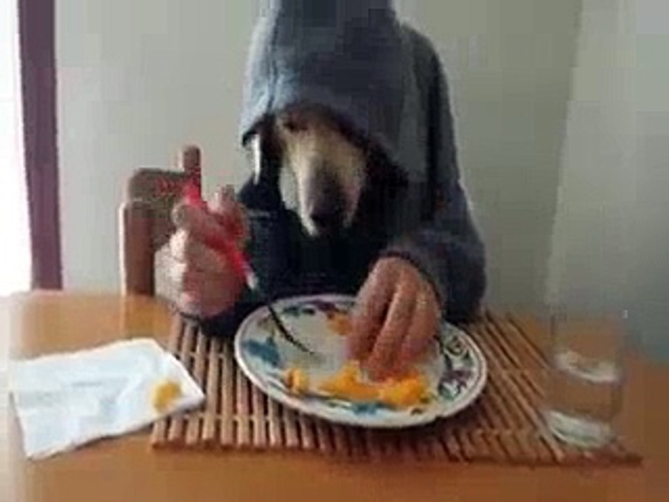 dog having lunch amaaazing