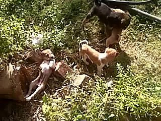 Hungry Stray puppies