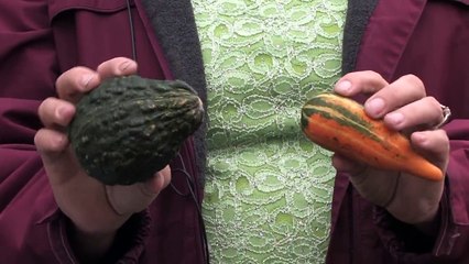 Tree & Plant Care : How to Grow Gourds