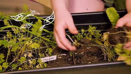 Edith Wolford Elementary: Eating right from the school garden