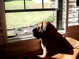 Dog howling at tornado siren