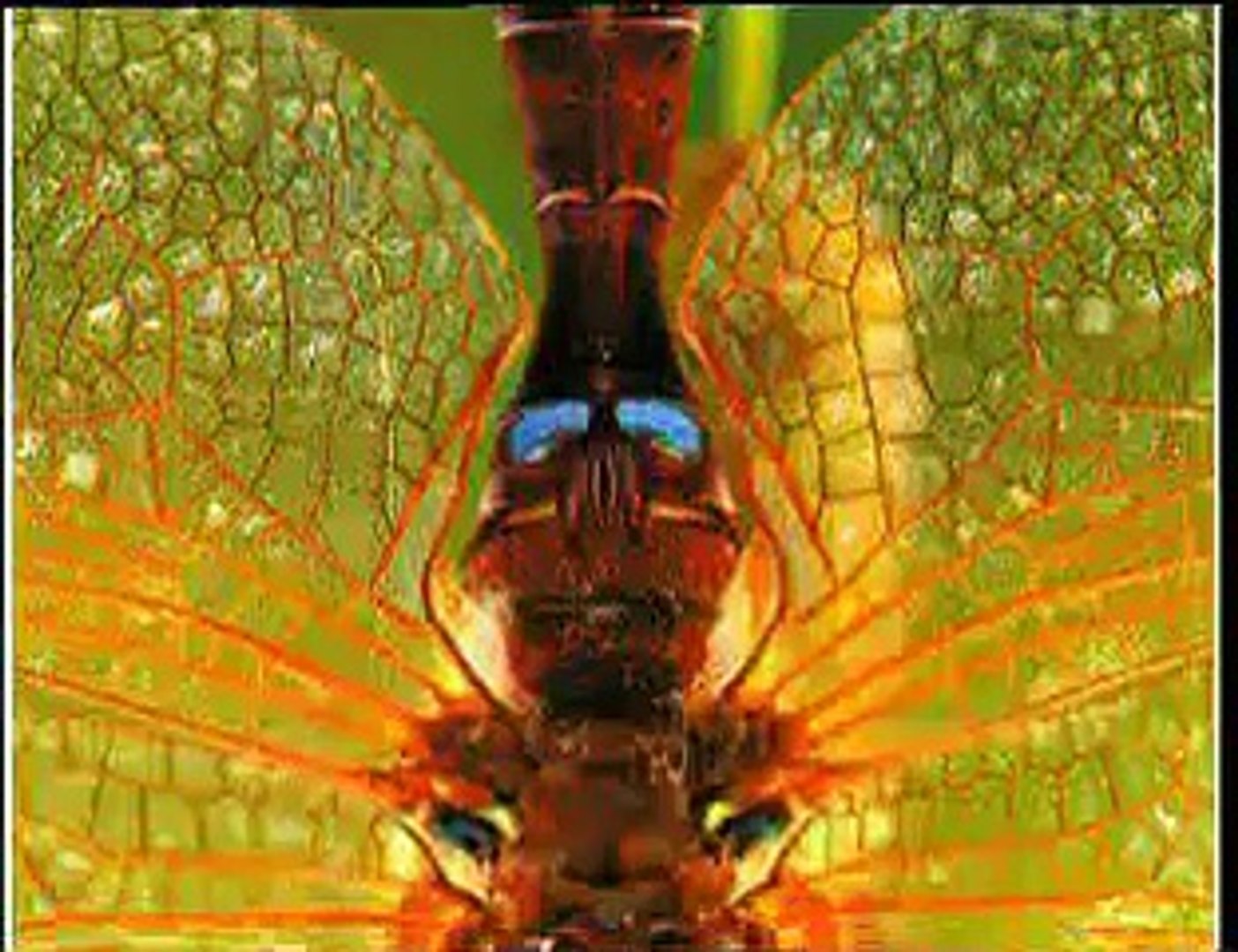 }{ DragonFLY }{ *The Perfect Flying Machine*