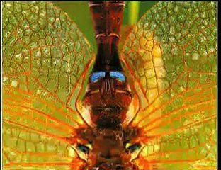 }{ DragonFLY }{ *The Perfect Flying Machine*