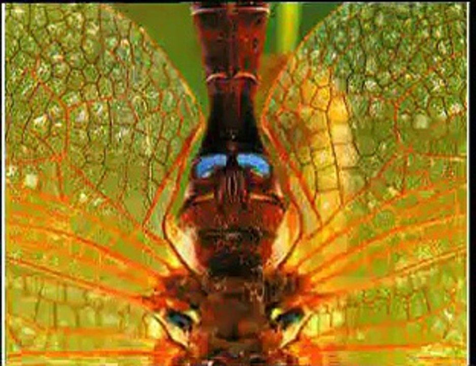 }{ DragonFLY }{ *The Perfect Flying Machine*