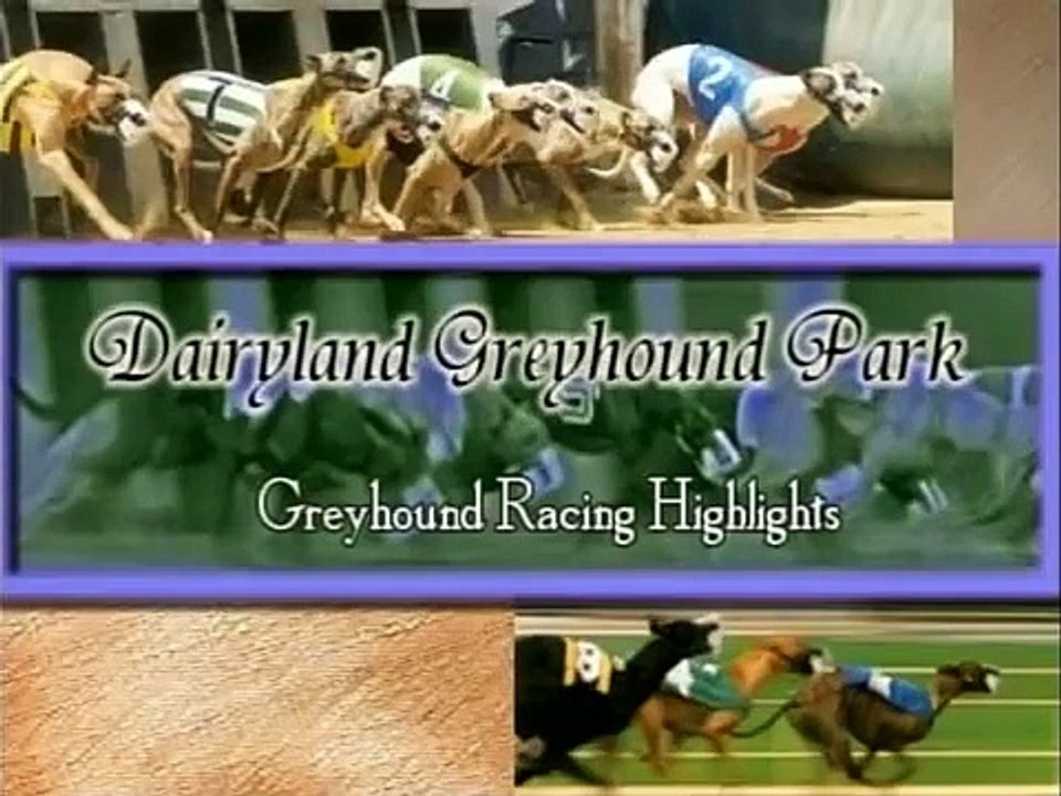 My Greyhound Racing at Dairyland Greyhound Track - Kenosha, WI