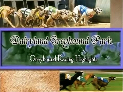 My Greyhound Racing at Dairyland Greyhound Track - Kenosha, WI