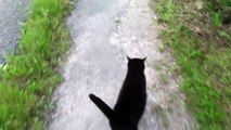 Caturday: Stalking Katze / Stalking Cat