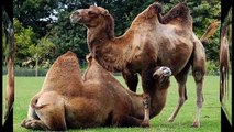 Camellos(dos gibas)